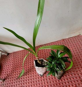 Set 2.Syngonium &amp; Crinum  Plants 🪴