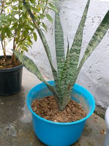 Plants