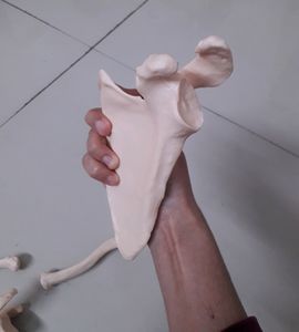 Bones Set-1 For Medical Students!! (Thorax)