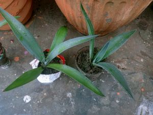 Agave Plant