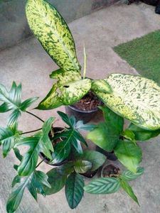 Assorted Plants Combo