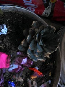 Pine Apple Plant