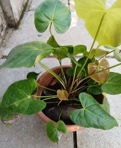nadan anthurium seedling Plant