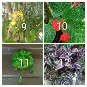 you can select 10 Live root plants