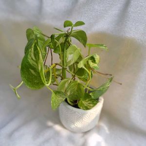 Concrete Pot With Plant