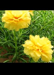 Offer 🎉🎉 Combo Of 4 Portulaca Plants Cutting 💐