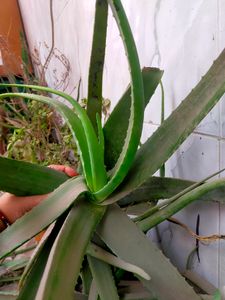 Fresh Aloevera Plants In All Size You Can Buy