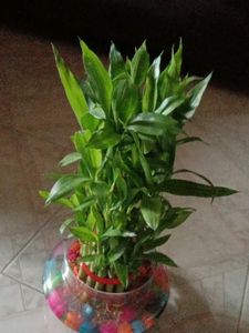 It&#39;s A Live 3 Layyar Luccky Bamboo Plant...