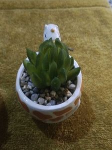 3-Pcs Combo Cute Artificial Succulent Set