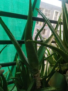 One Big Ayurvedic Healthy Alovera