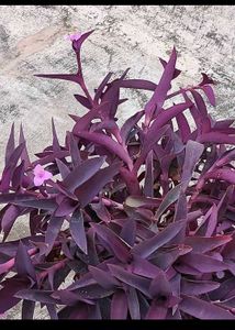 Purple 💜 Live Plant