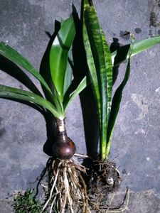Amyrus Lilly Bulb , Colour - Peach ........Pack Of 1 Bulb