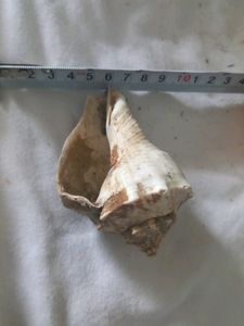 1 hour Offer Only)New Sea Shell