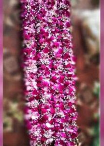 Gift Flower