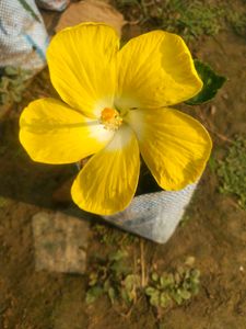 Big Size Yellow Hibiscus Plant With Root