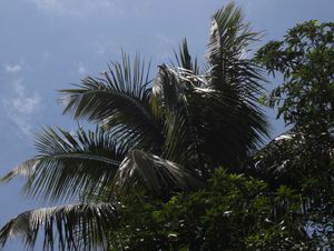 Sony Cybershot Camera