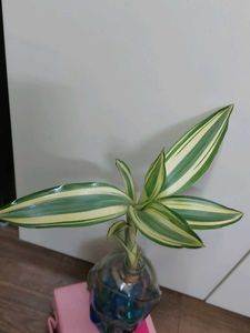 Bamboo With Roots