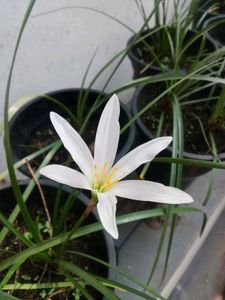 Elegant White Rain Lily