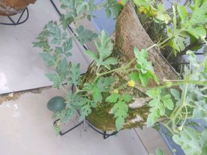 Watermelon Seeds