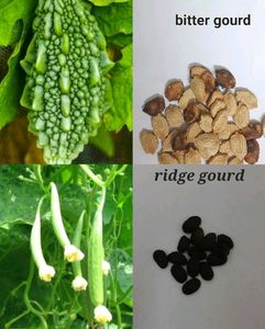 Plants And Seeds