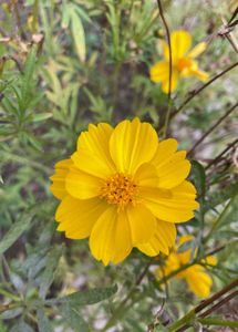 Double Petal Yellow Cosmos Flower Seeds