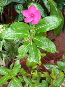 Pink Periwinkle Plant