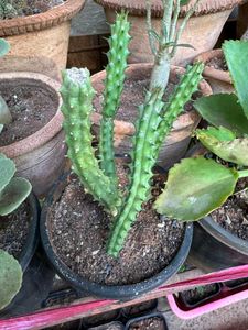 Red Dragon Flower Live Plant