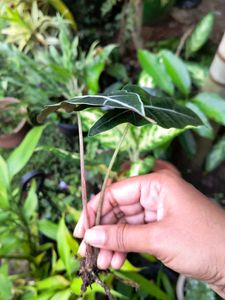 Alocasia Plant