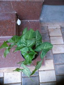 10 Live Root Plants