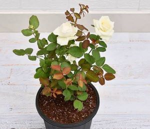 White Rose Bush in Pot