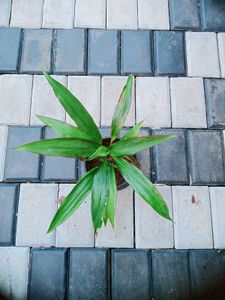 10 Live Root Plants