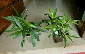 Pack 2 Moses In Cradle Plants &amp; Pot