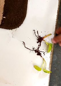 Three healthy saplings with roots and snake plant