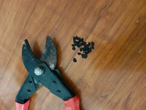 Rain Lily (Yellow)- 10 Seeds (90% Germination)