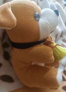 Dog Teddy 🐕