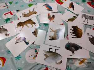 Animals / Birds Cards Toys