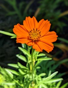 Cosmos Seeds Mix (Yellow + Orange)