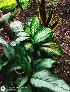 Dieffenbachia & Snake Plant Duo