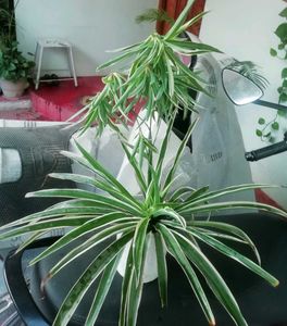 Set 2 Money &amp; Pendulum Plants