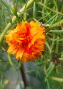 Miss 9 AM  , Portulaca, Purslene