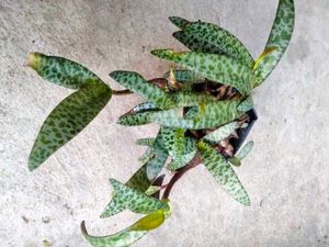 Mix Plants