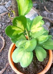 Variegated Hoya Heart