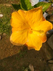 Light Orange Big Size Hibiscus Flower Plant
