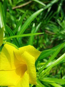 Yellow Oleander Plant