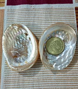 Abalone Shells Pair