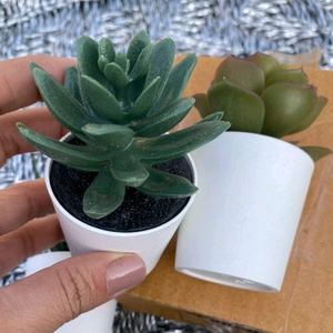 Artificial Plants Combo