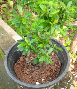 Red Ixora (West Indian jasmine plant)
