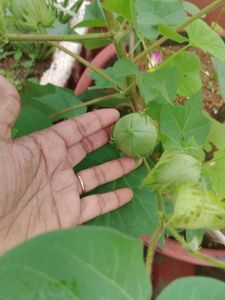 Cottonseeds With Container