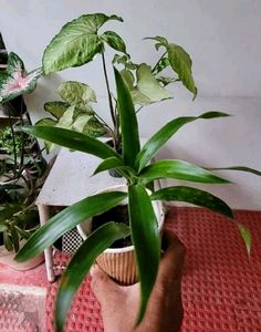 Pack 2 Arrowhead &amp; Callisia Fragrans: Plants &amp; Pot
