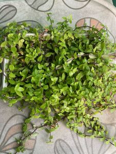 Set Of 5 Live Plants